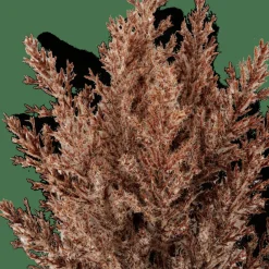 CASA Ramos Artificiais^PLUME Caule Com Plumas Castanho