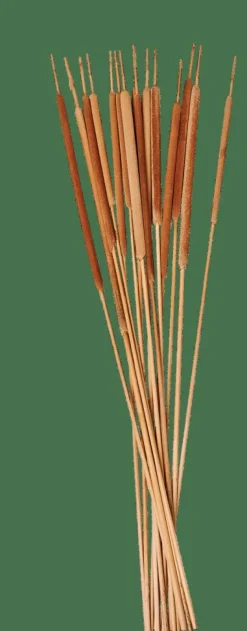 CASA Ramos Artificiais|Flores Artificiais^TYPHA Canas Conjunto De 15 Natural